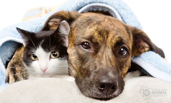 Top Ten Toxins in Dogs and Cats in 2016