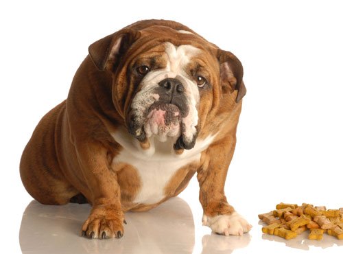 Dieting dogs prone to weight regain