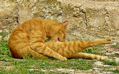 Why do Cats Lick their “Privates” in Public?