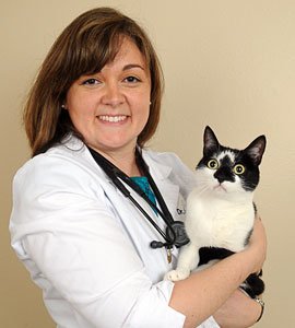 Hypertension or High Blood Pressure in Cats