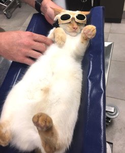 pet_laser_therapy