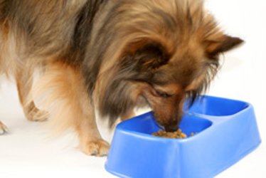 BPA from canned foods may be harming dogs