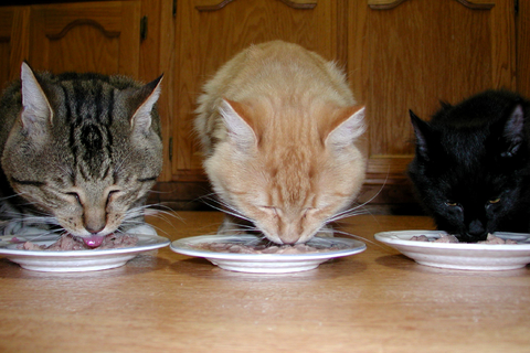 Nutrition – Feeding Guidelines for Cats