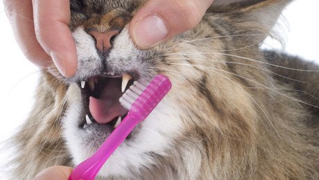 How to brush a cat’s teeth