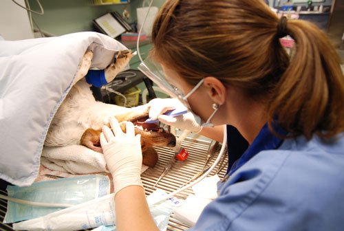 Risks of Anesthesia Free Pet Dental Cleanings