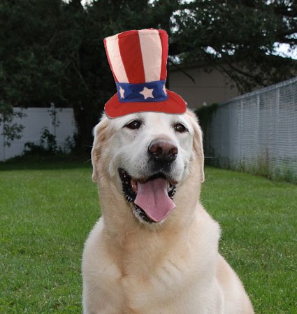 Keeping Your Pet Calm and Happy on the 4th of July