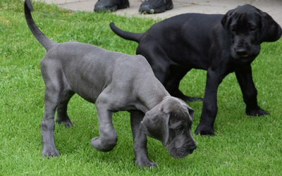 Nutritional Requirements of Large and Giant Breed Puppies