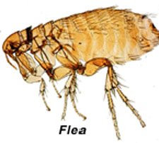 Flea Allergy in Cats