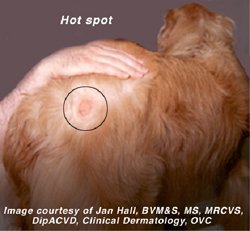 What to do About Hot Spots in Dogs