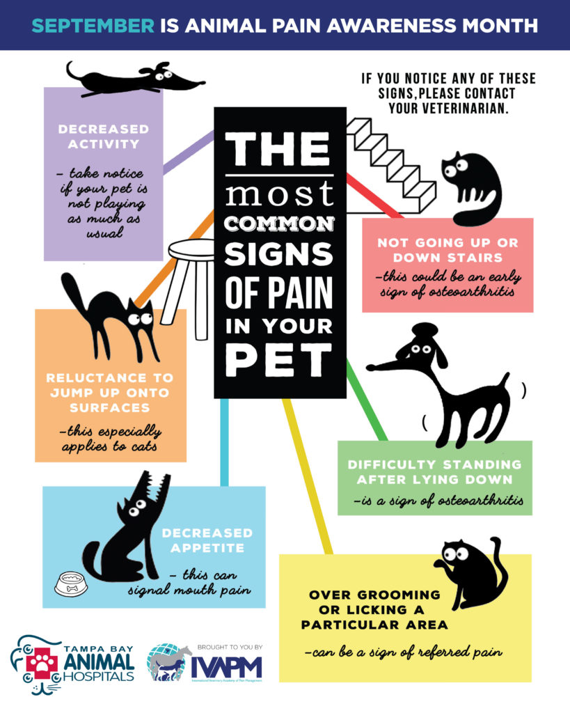 Common Signs of Pain in Dogs and Cats Tampa Bay Animal Hospitals