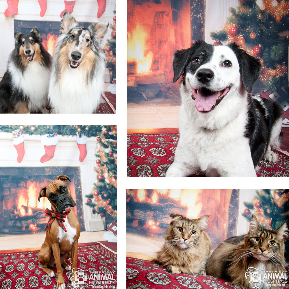 Holiday Pet Photo Contest