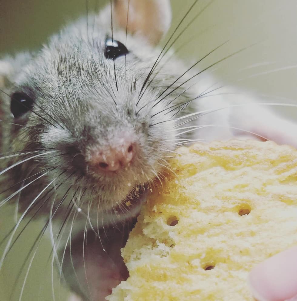 Two of my three rats are losing hair in patches and have quite a few
