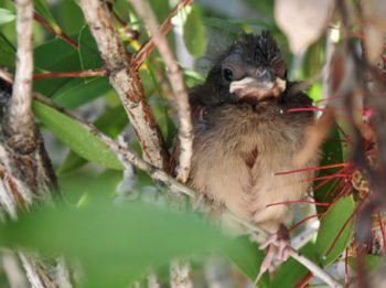 What To Do If You Find Injured Or Orphaned Wildlife Tampa Animal Hospitals