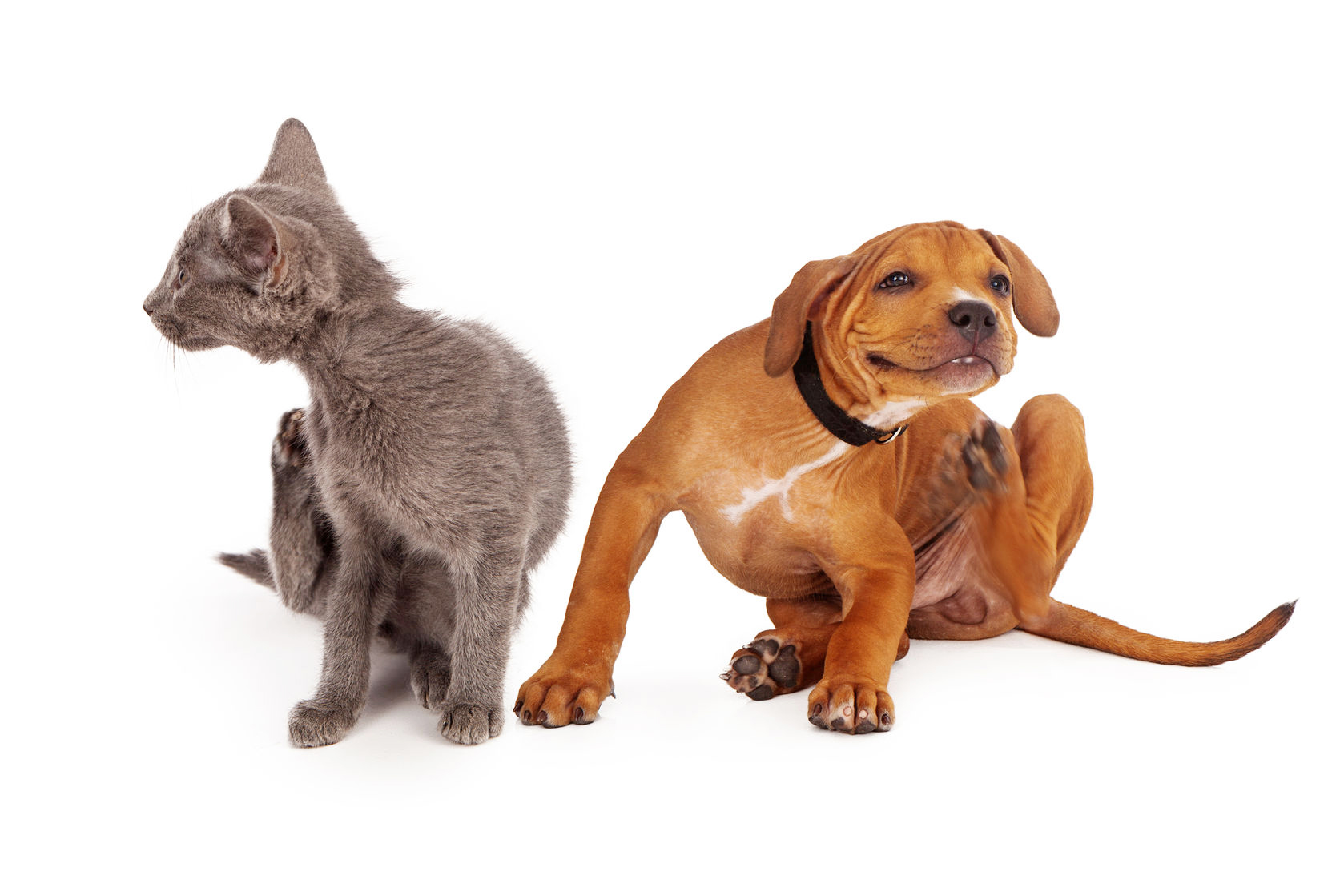 Don’t use your dog’s flea and tick medicine on your cat!