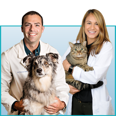 The Best Pet Insurance Companies of 2020 - Tampa Animal Hospitals