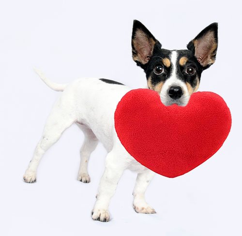 National Love Your Pet Day is coming! Here’s 7 ways to celebrate!