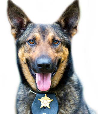 In the Community: Providing Care for TPD’s K-9 Unit