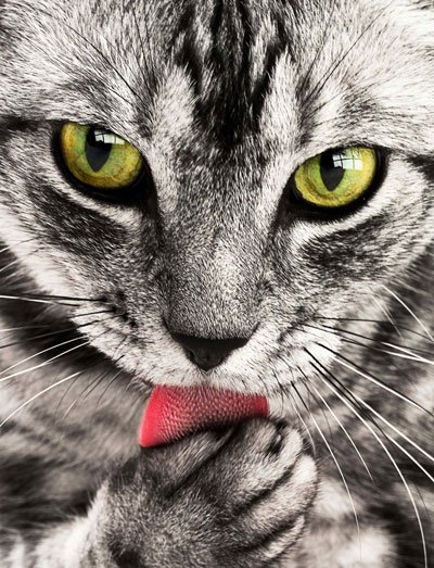 The Deep-Cleaning Power of Cat Tongues
