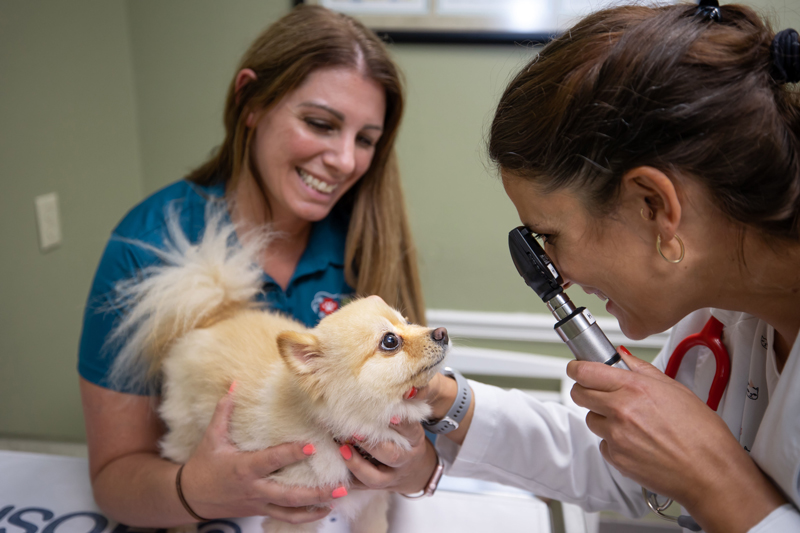 A Day in the Life of a Veterinary Technician - Tampa Bay Animal Hospitals