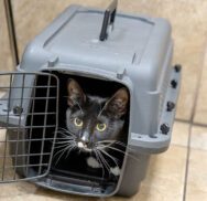 Air/Ground Travel With Your Pet(s)