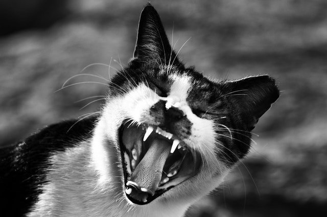 When felines attack: 5 reasons cats go berserk