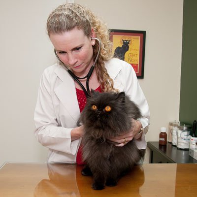 National Take Your Cat to the Vet Day