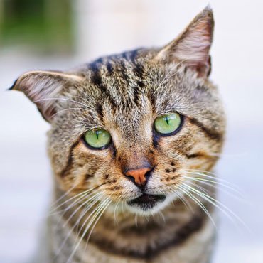 Is your cat experiencing chronic pain?