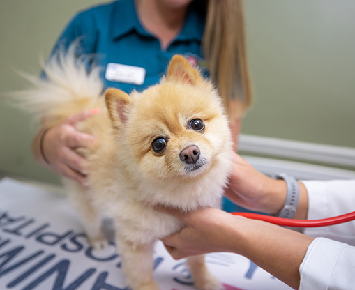We Treat Sick Pets - Tampa Bay Animal Hospital Group
