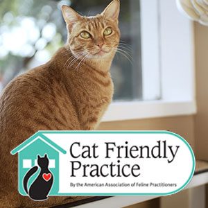 5 Benefits of Fear Free<sup>®</sup> and Cat Friendly<sup>®</sup> Care cat friendly practice