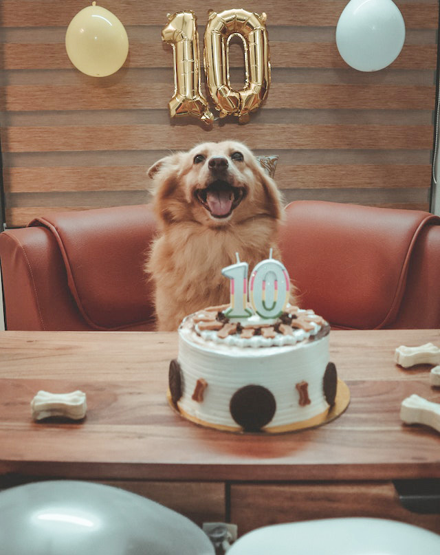 Cake Recipe for Your Dog