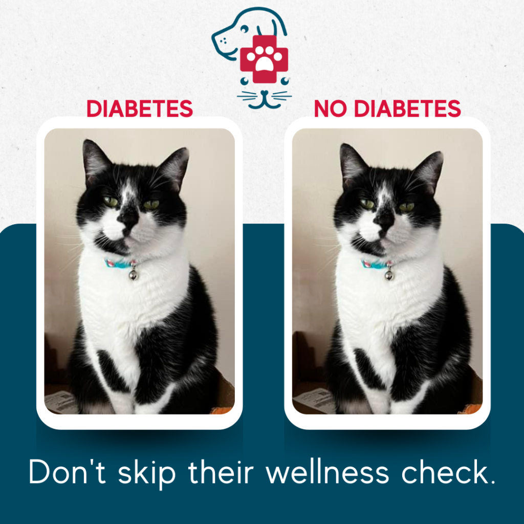 Did you know cats mask their pain? Tampa Bay Animal Hospitals Tampa