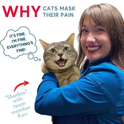 Did you know that cats mask their pain?