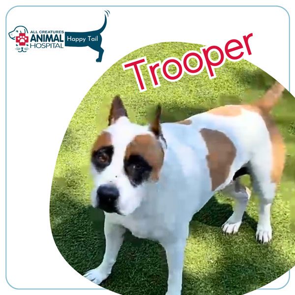 Happy Tails: The Story of Trooper