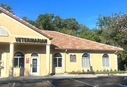 Tampa Palms