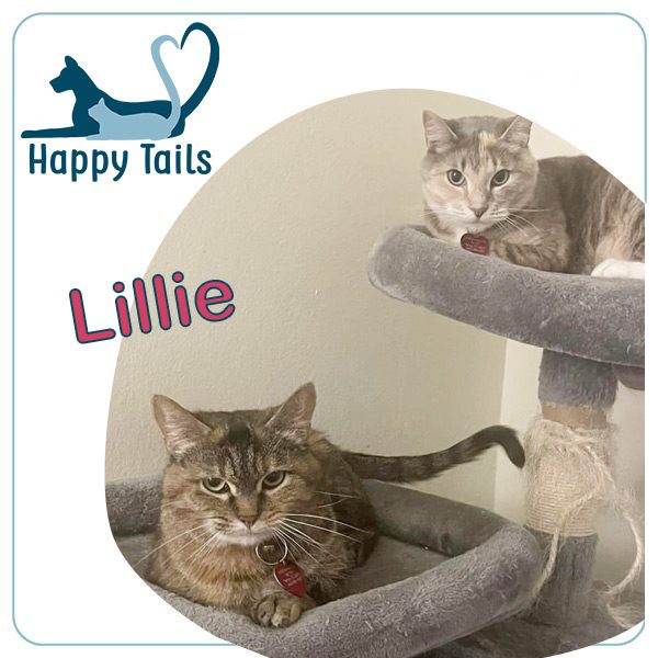 Happy Tails: The Story of Lillie
