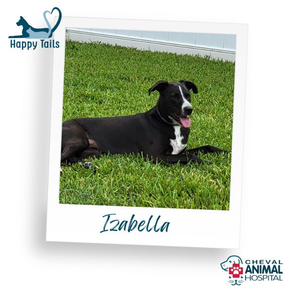 Happy Tail: Izabella