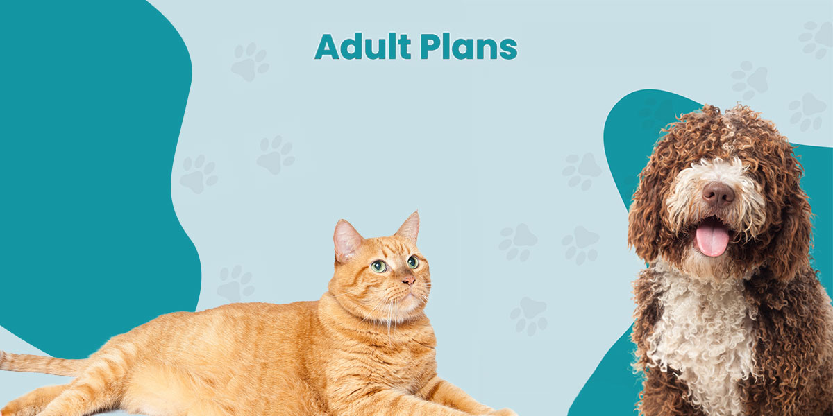Adult Veterinary Care Plans
