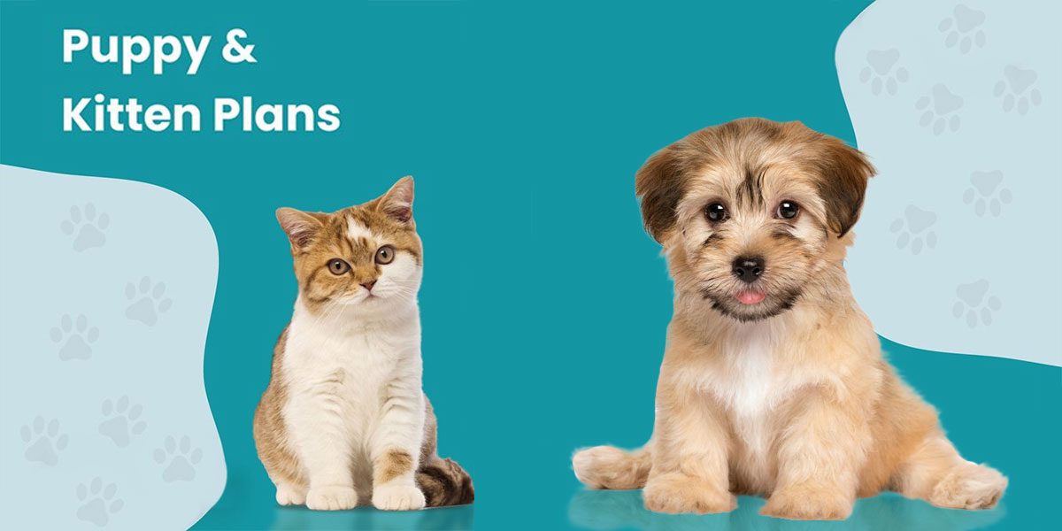 Puppy & Kitten Care Plans
