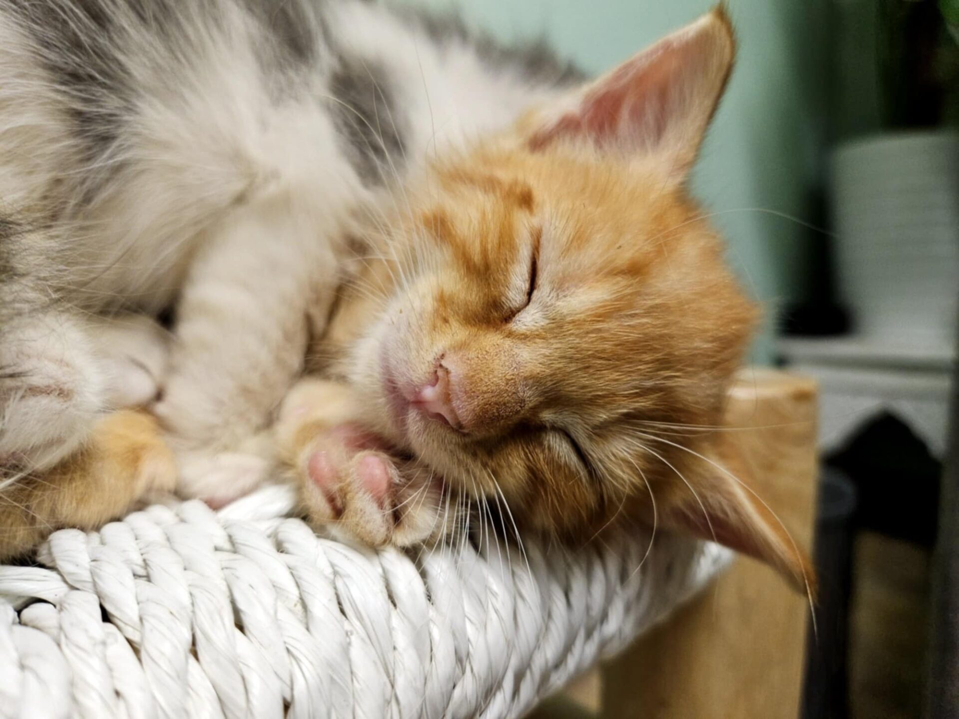 Meet the Cat5 Hurricane Crew! Tampa Animal Hospitals Tampa Animal