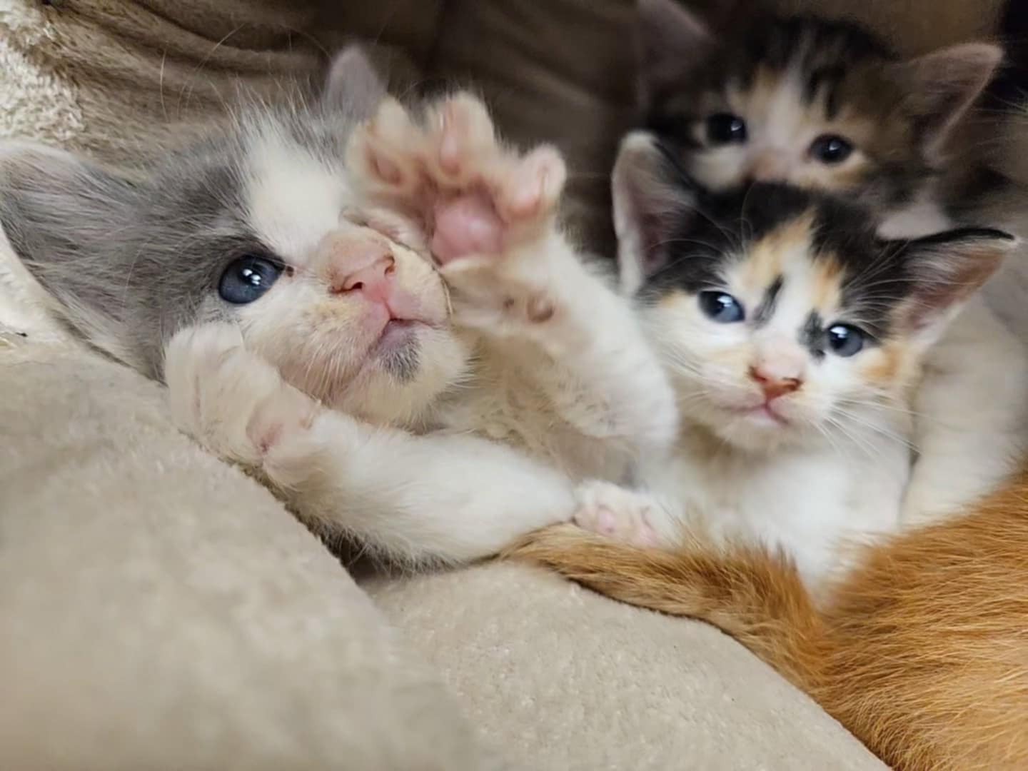 Meet the Cat5 Hurricane Crew! Tampa Animal Hospitals Tampa Animal