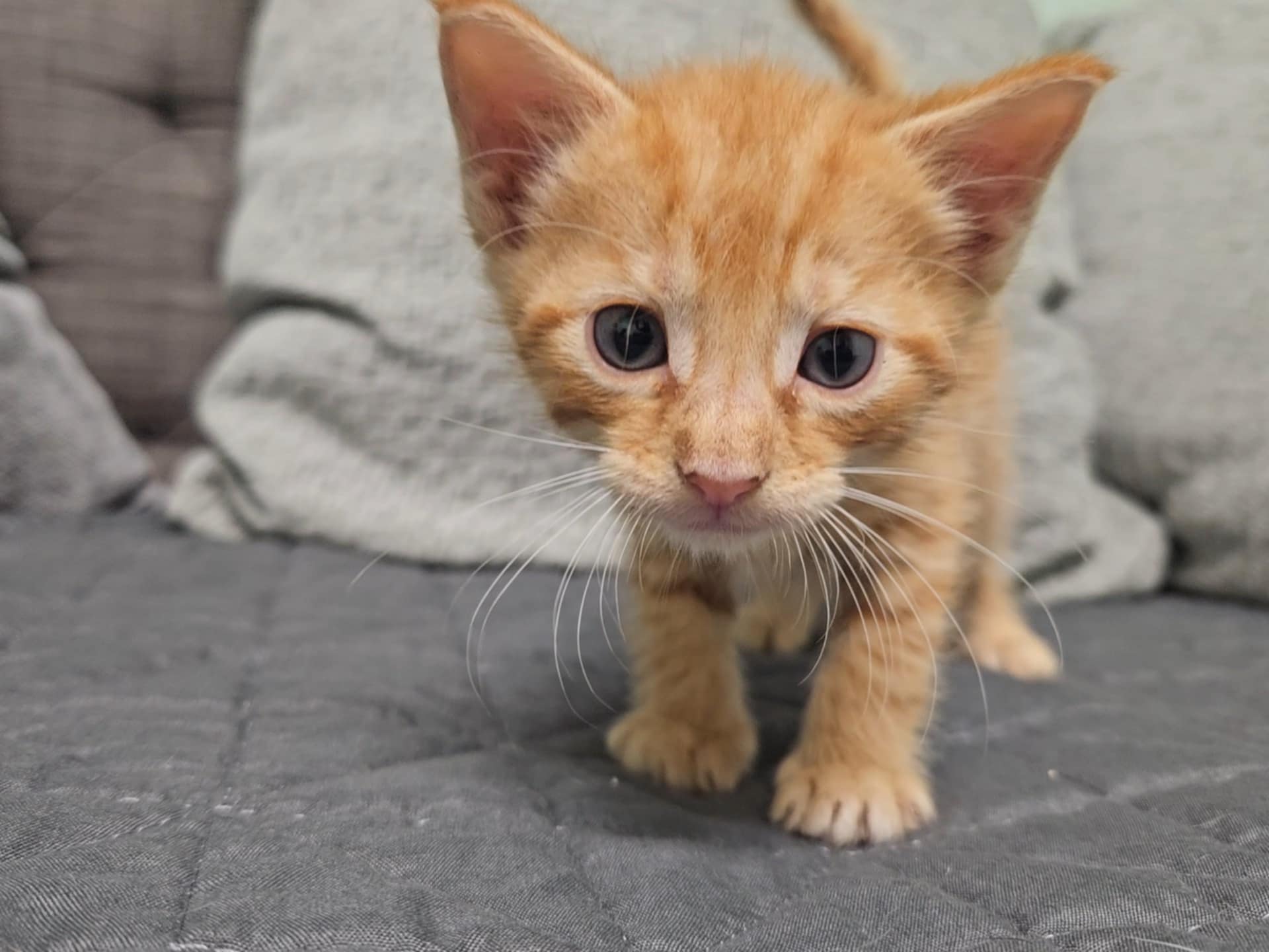Meet the Cat5 Hurricane Crew! Tampa Animal Hospitals Tampa Animal