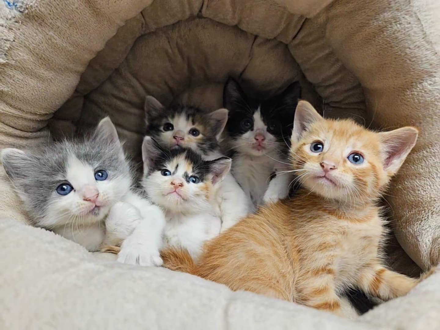 Meet the Cat5 Hurricane Crew! Tampa Animal Hospitals Tampa Animal