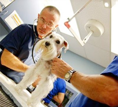 Emergency Versus Urgent Care for Pets: What’s the Difference?