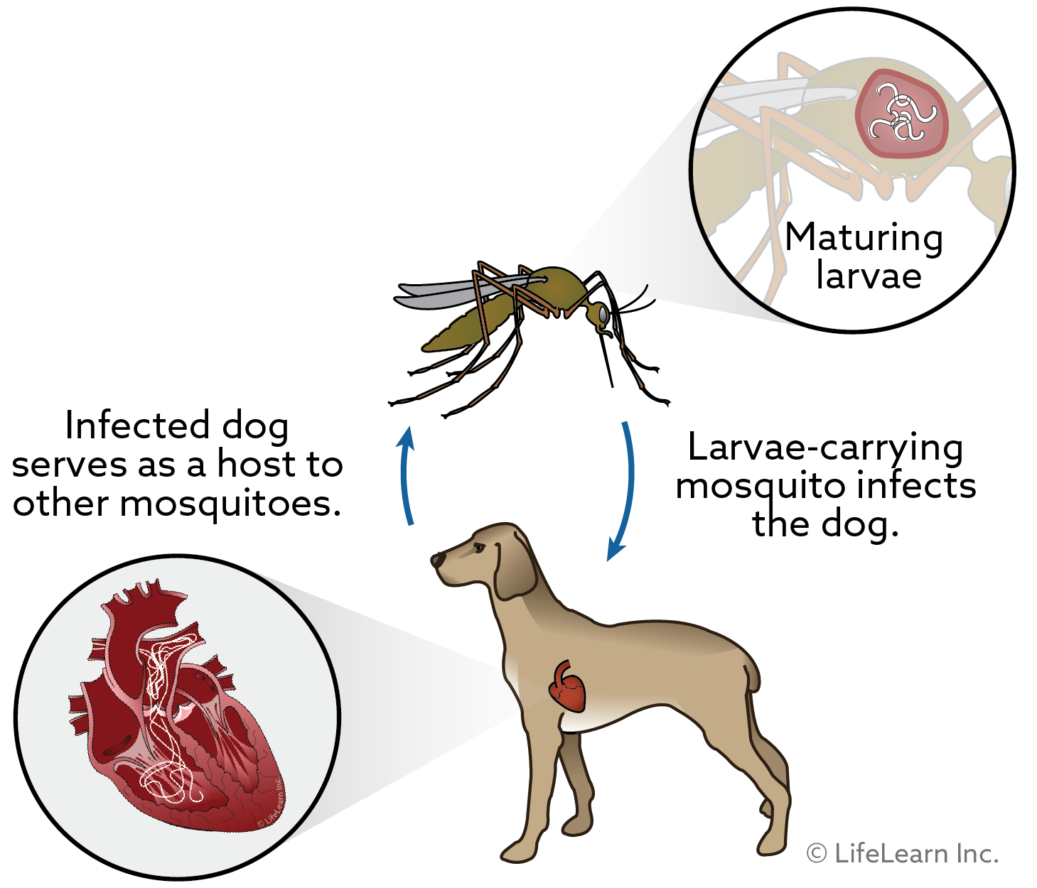 How can I prevent my dog from getting heartworm disease? - Tampa Animal ...