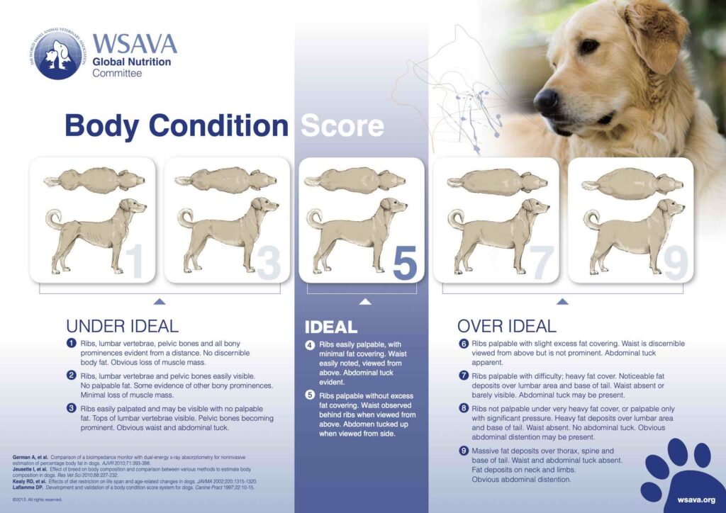 Understanding and Managing Your Pet's Weight PNS Canine BCS