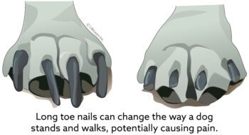 Senior Dog Care Tips dog nails