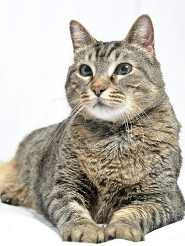 Senior Cat Care Tips