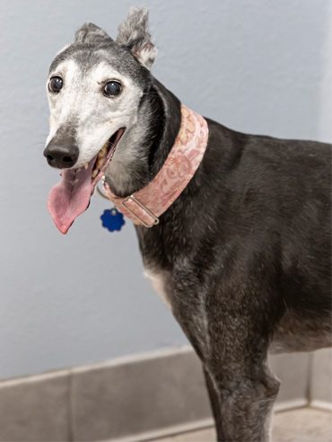 Senior Dog Care Tips