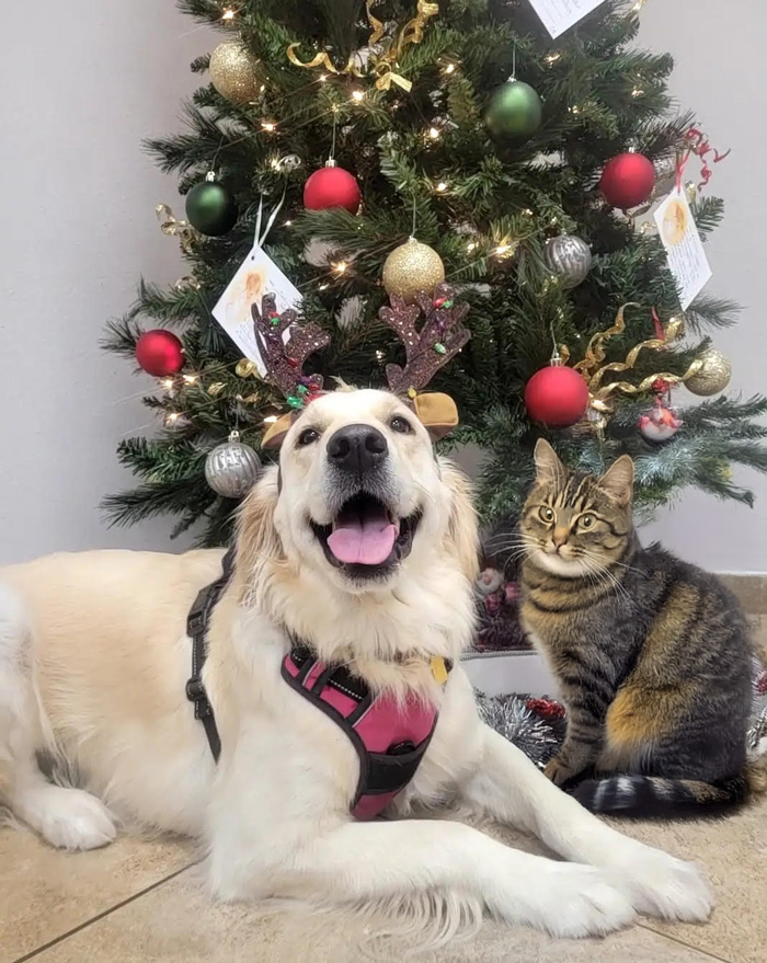 Holiday Pet Safety Guide for Tampa Families: Tips from Your Trusted Tampa Bay Animal Hospitals