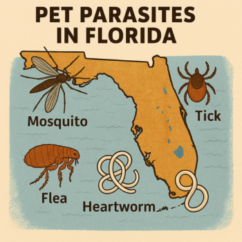 Parasites in Florida: Why Seasonal Prevention Is Not Enough A 2D digital illustr